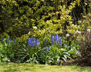 foxgloves, tulips and daffodils in garden