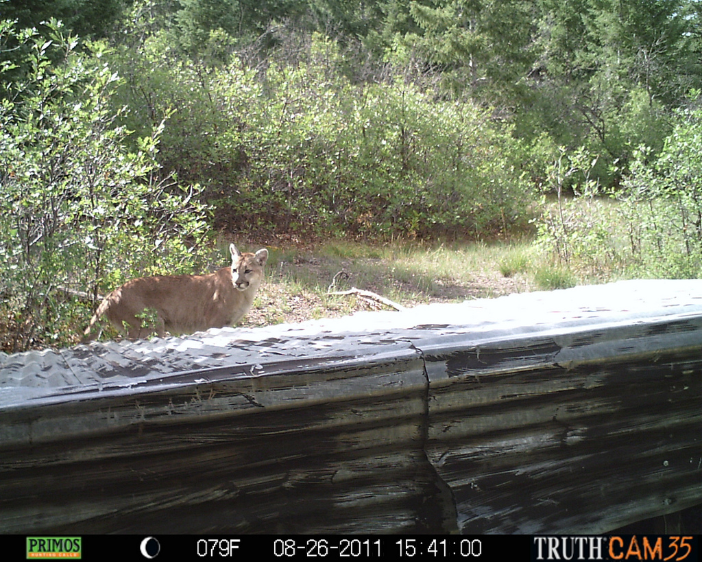 Mountain lion in rocky mountains