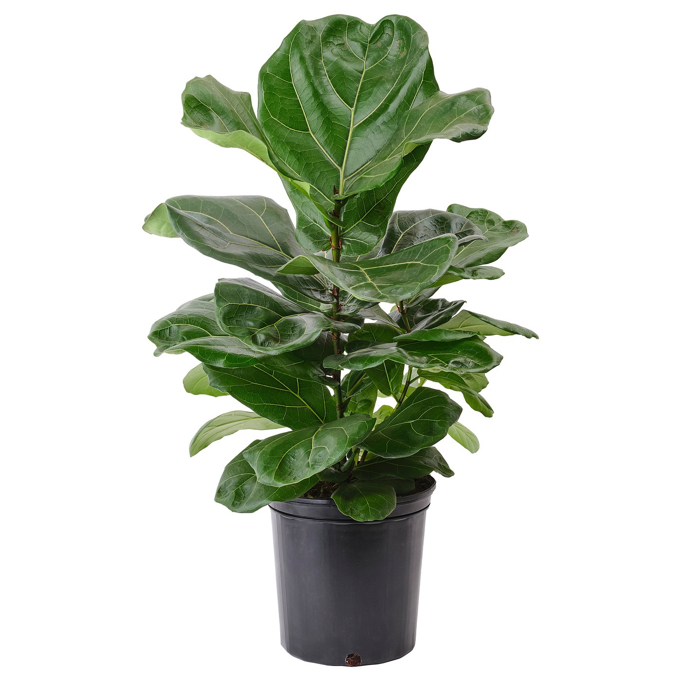 Ficus Lyrata Potted Plant - Fiddle-Leaf Fig 9 &amp;frac12; "