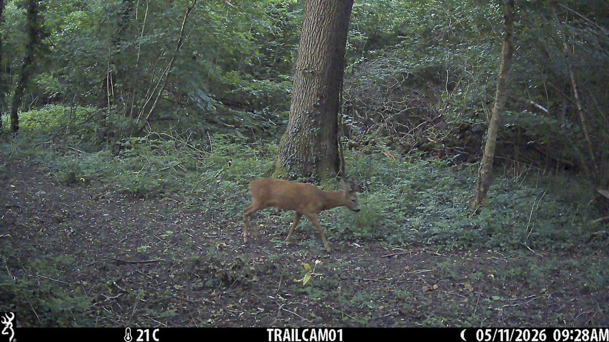 Sample image from the Browning Strike Force HD Pro trail camera
