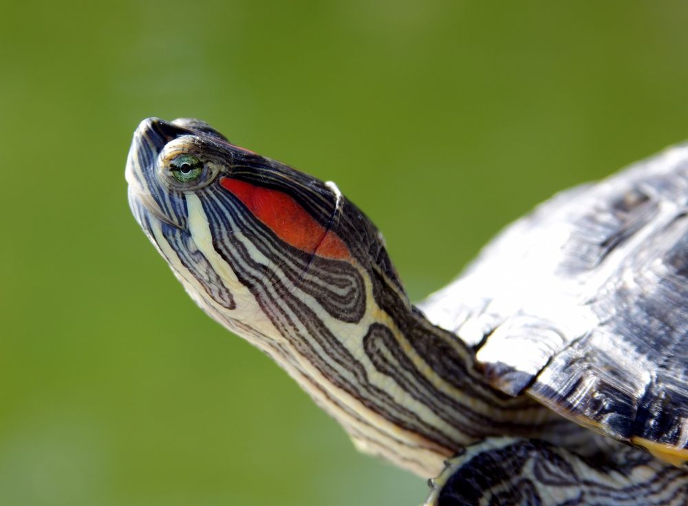 Portrait of a red-eared slider turtle.