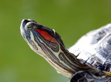 Portrait of a red-eared slider turtle.