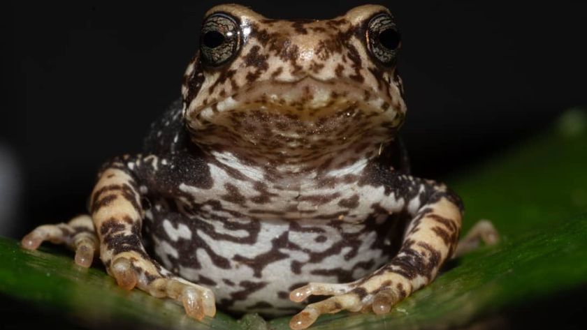 a close-up of a brown spotted toad