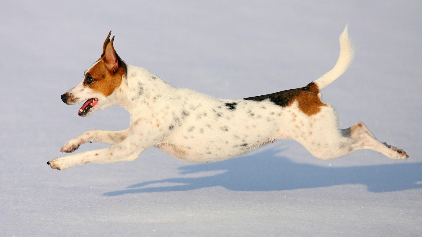 Jack Russell terrier running in the snow