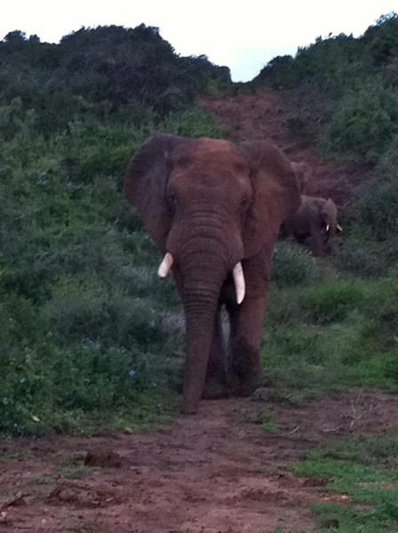 The matriarch let us know we were too close to her clan ... and escorted us (in our car) down the road at Addo Elephant National Park.
