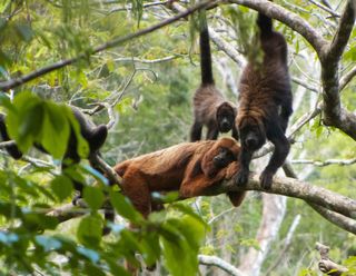 Brown howler monkeys lounge about in a federally protected reserve called RPPN in southeastern Brazil.