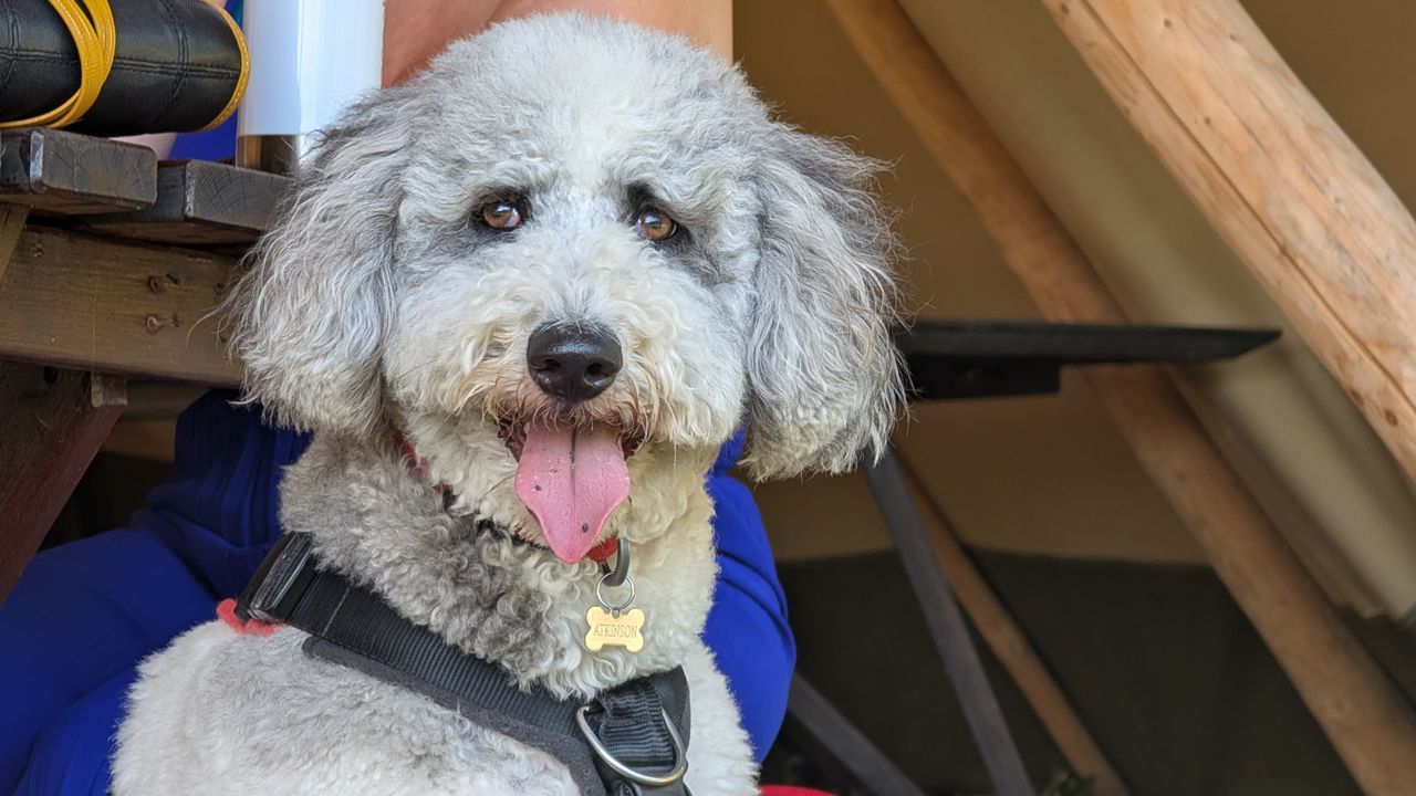 Google Pixel 9 Pro XL review camera sample