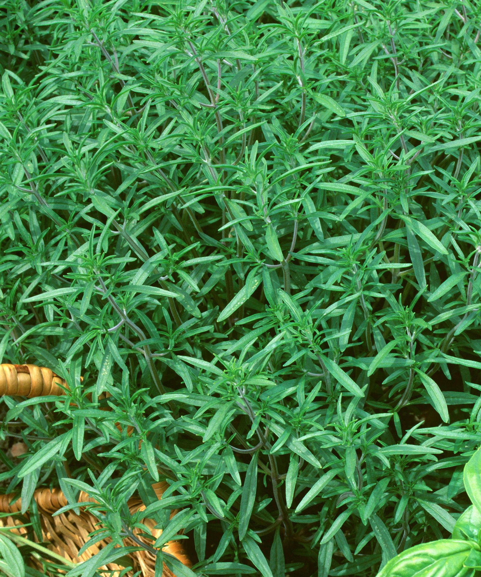 Russian tarragon is the perfect winter garden herb that you probably