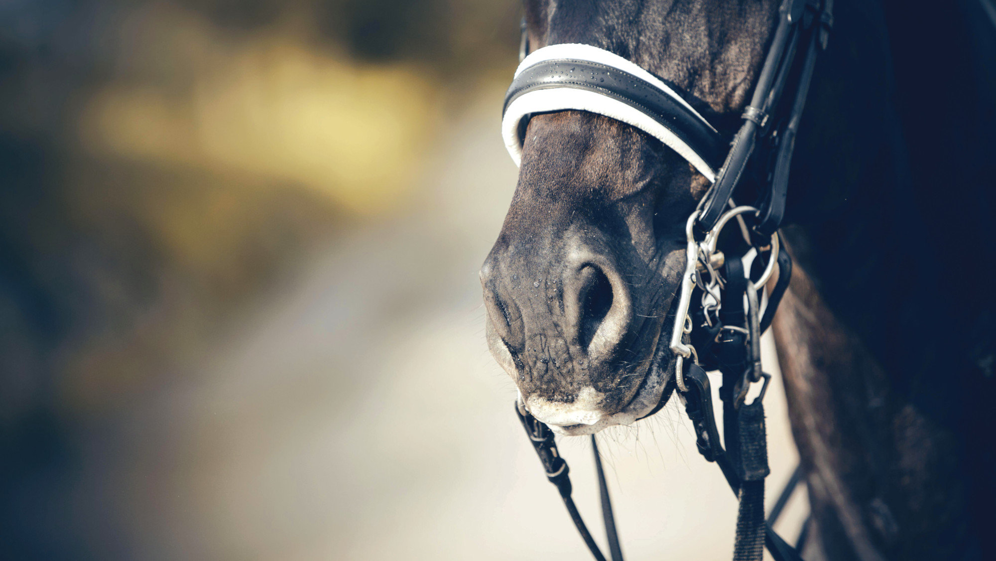 Pictured a dressage horse wearing a double bridle.