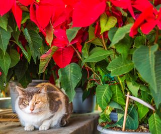 cat crouched next to poinsettia plants