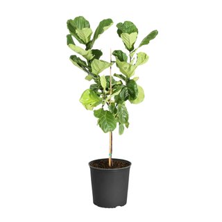 A fiddle leaf fig tree from Walmart