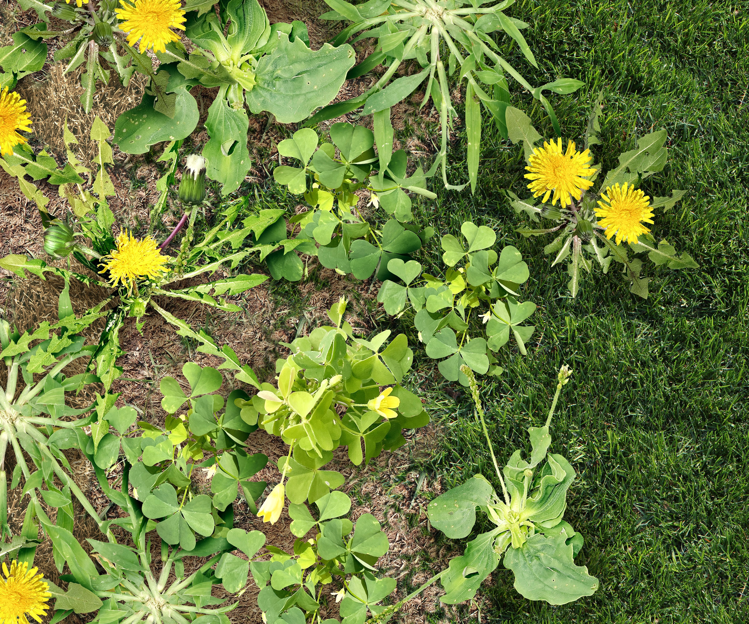 dandelions and other weeds growing in garden