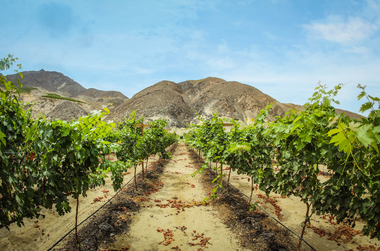 Rows of grapevines in a vineyard in front of mountains