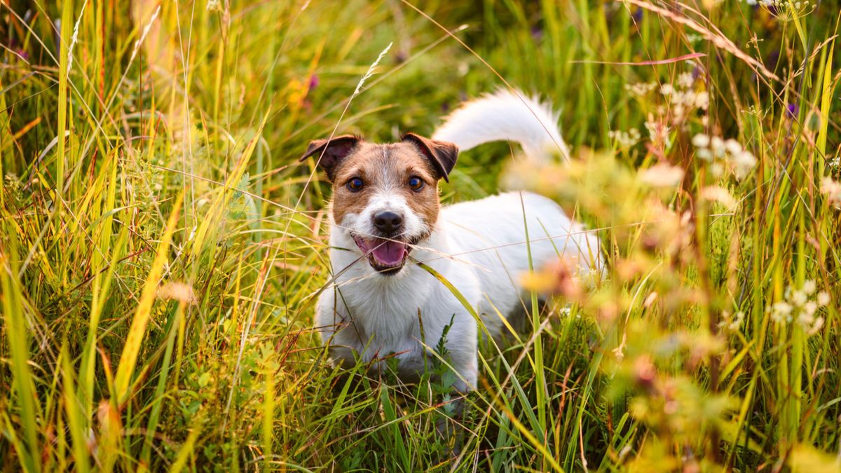 Boost your confidence when your dog’s off leash with this trainer’s five simple tips for a stress-free stroll