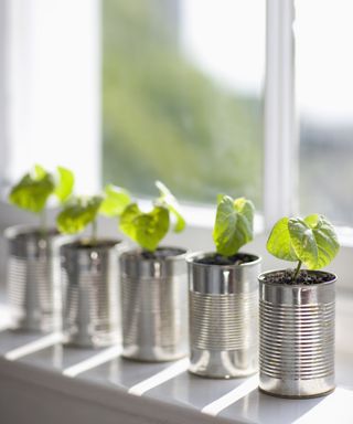 Tin can planters lined up on windowsill with seedlings inside