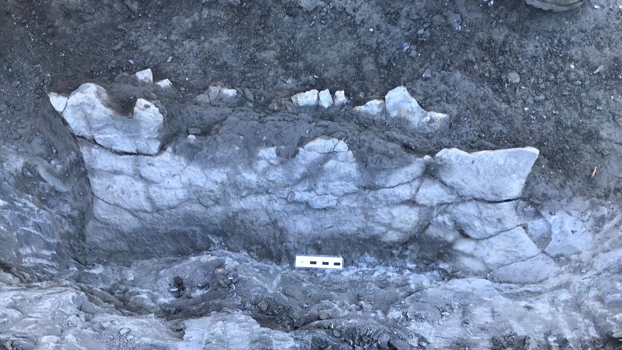A large fossilized fragment of the turtle's shell.
