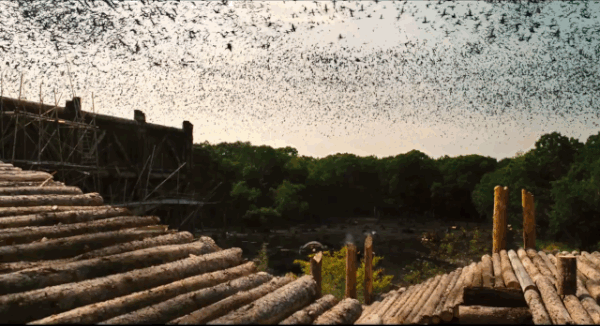 birds