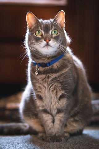 Home photography ideas: Purr-fect cat portraits