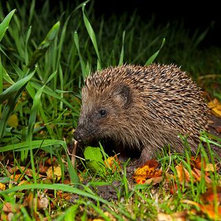 hedgehog with grass and tiggy-winkle