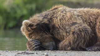 A brown bear (Ursus arctos beringianus) rests with its face in its paw.