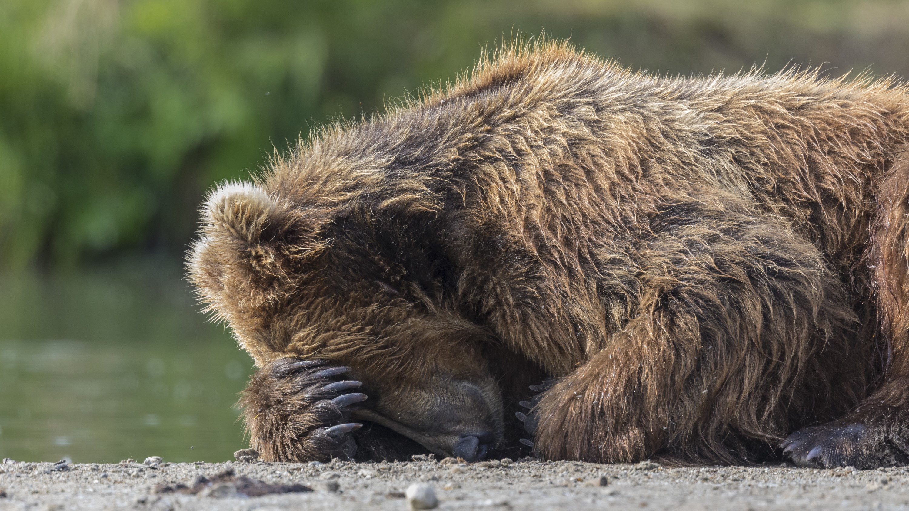 Un oso pardo (Ursus arctos beringianus) descansa con la cara en la pata.