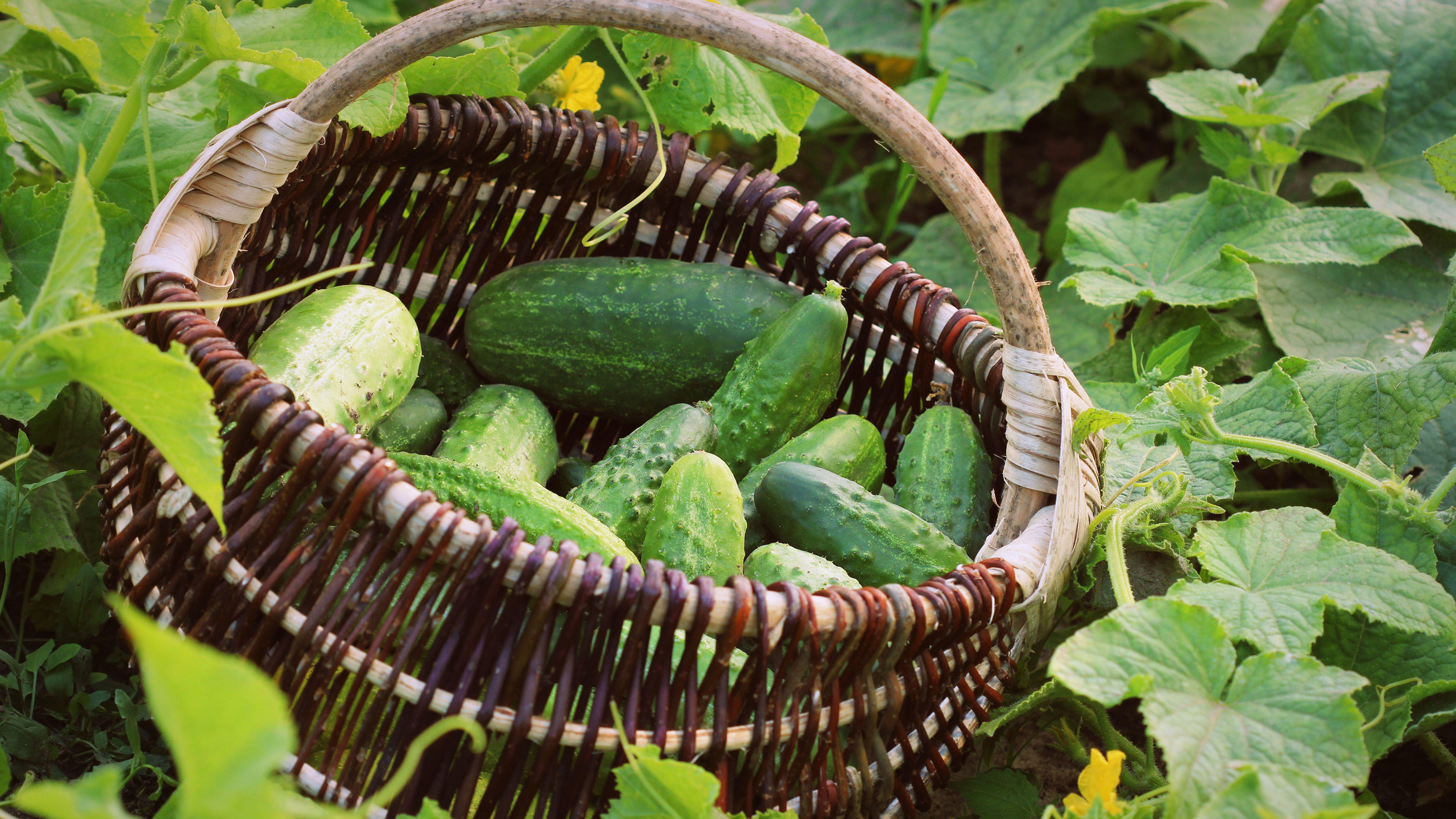Fresh harvest of cucumbers in a basket. Gardening background with green plants