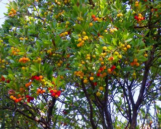 red textured fruits on a strawberry tree