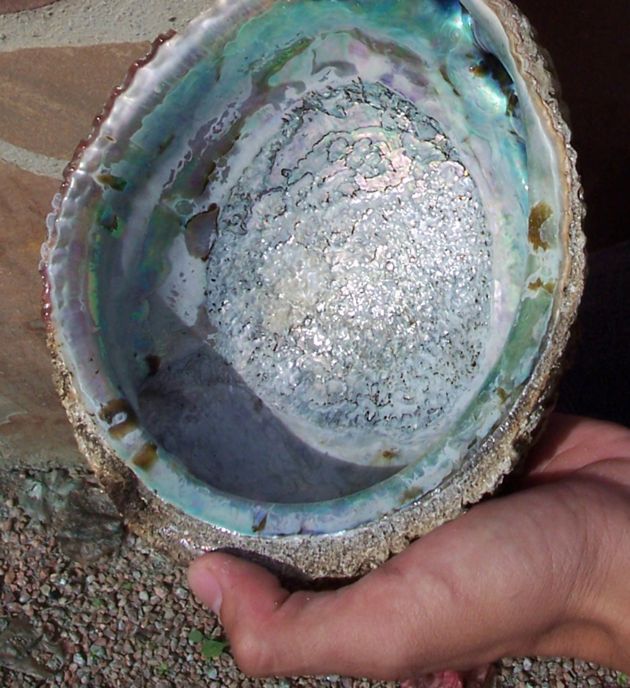 Abalone Armor: Toughest Stuff Theoretically Possible | Live Science