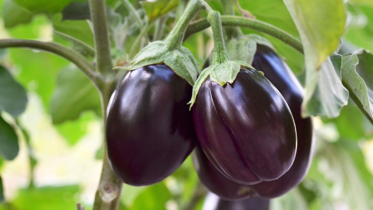 Dark purple eggplants growing in a vegetable garden