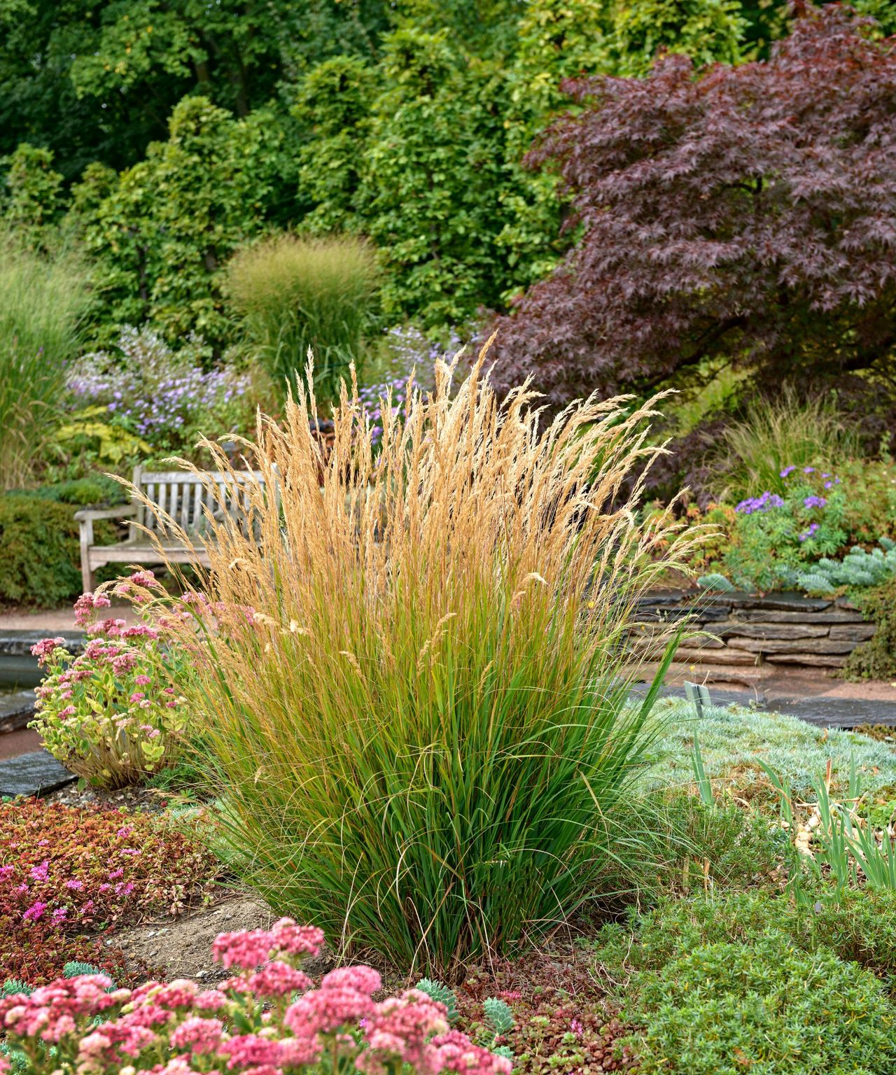 When To Cut Back Ornamental Grasses: To Keep Your Garden Tidy | Homes ...