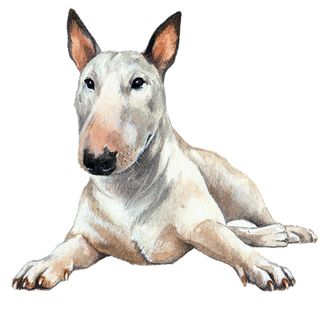 English Bull Terrier