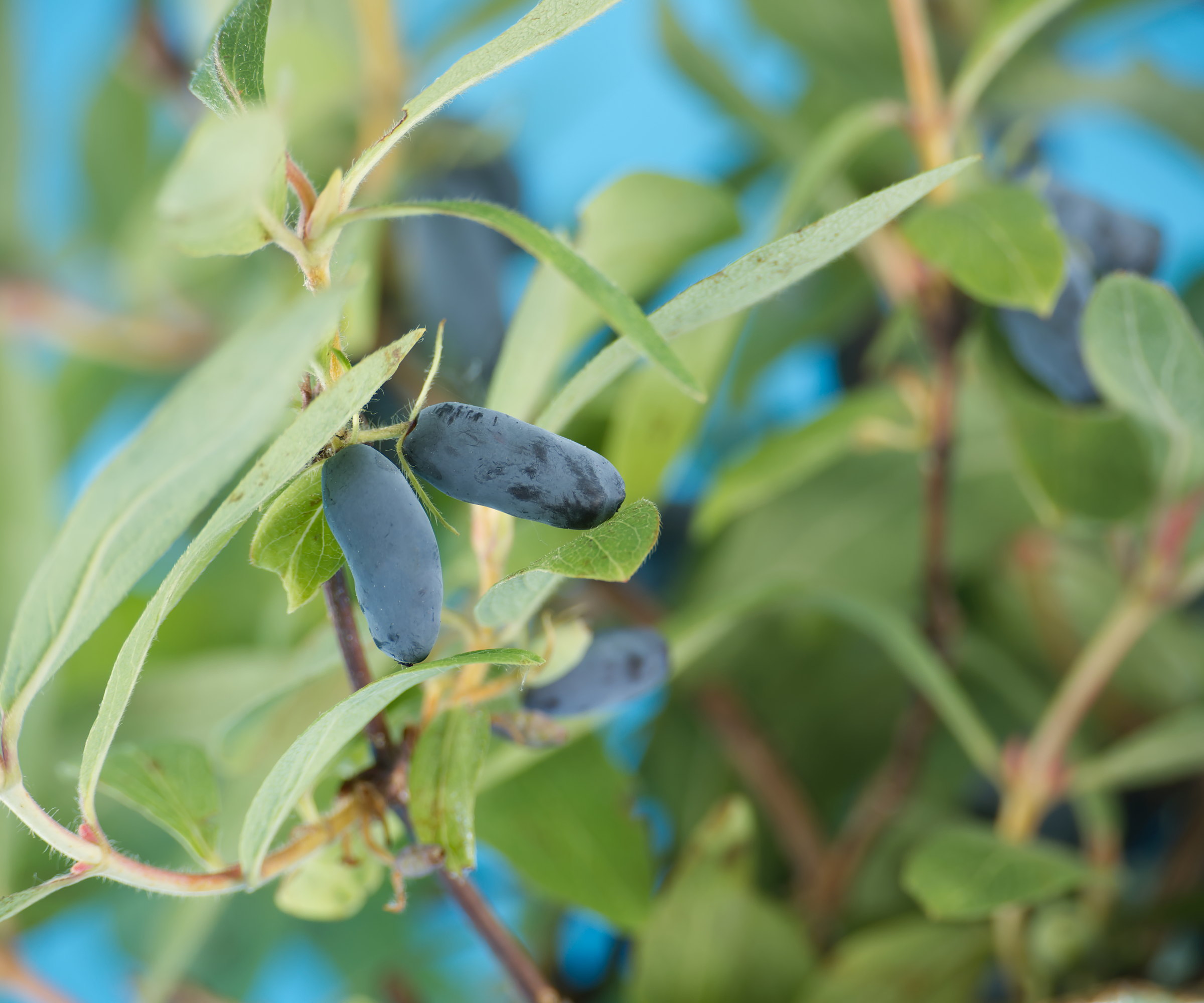 Blue honeyberries ripening on a shrub alongside bright green leaves
