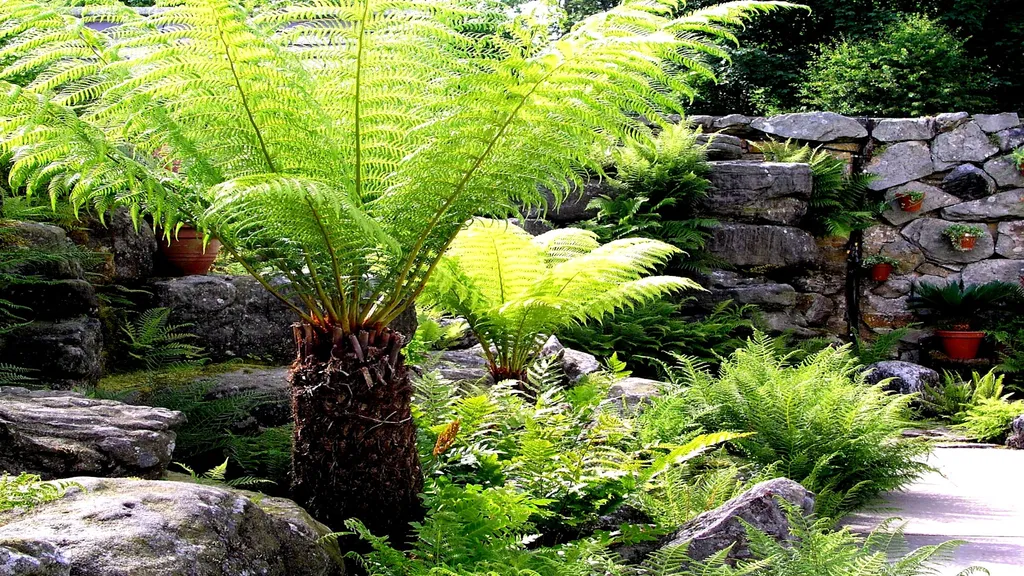 Top 8 Shade Loving Ferns to Grow