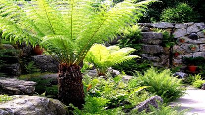 Tree fern in border