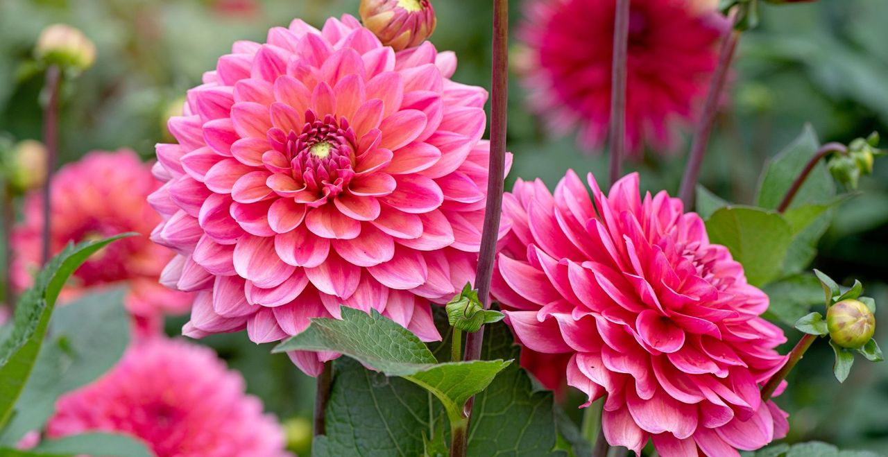 Pink dahlias blooming in a garden