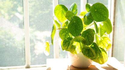 How to plant lotus seeds: 5 steps to grow this pond plant | Homes and