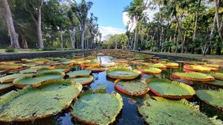 the Sir Seewoosagur Ramgoolam Botanic Garden