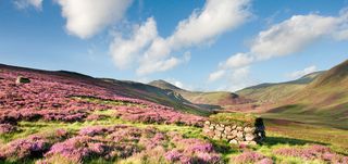 Spittal of Glenshee, looking towards Ski Centre, and mountain summit covered in purple heather, Braemar, Aberdeenshire, Scotland. Image shot 08/2008. Exact date unknown.