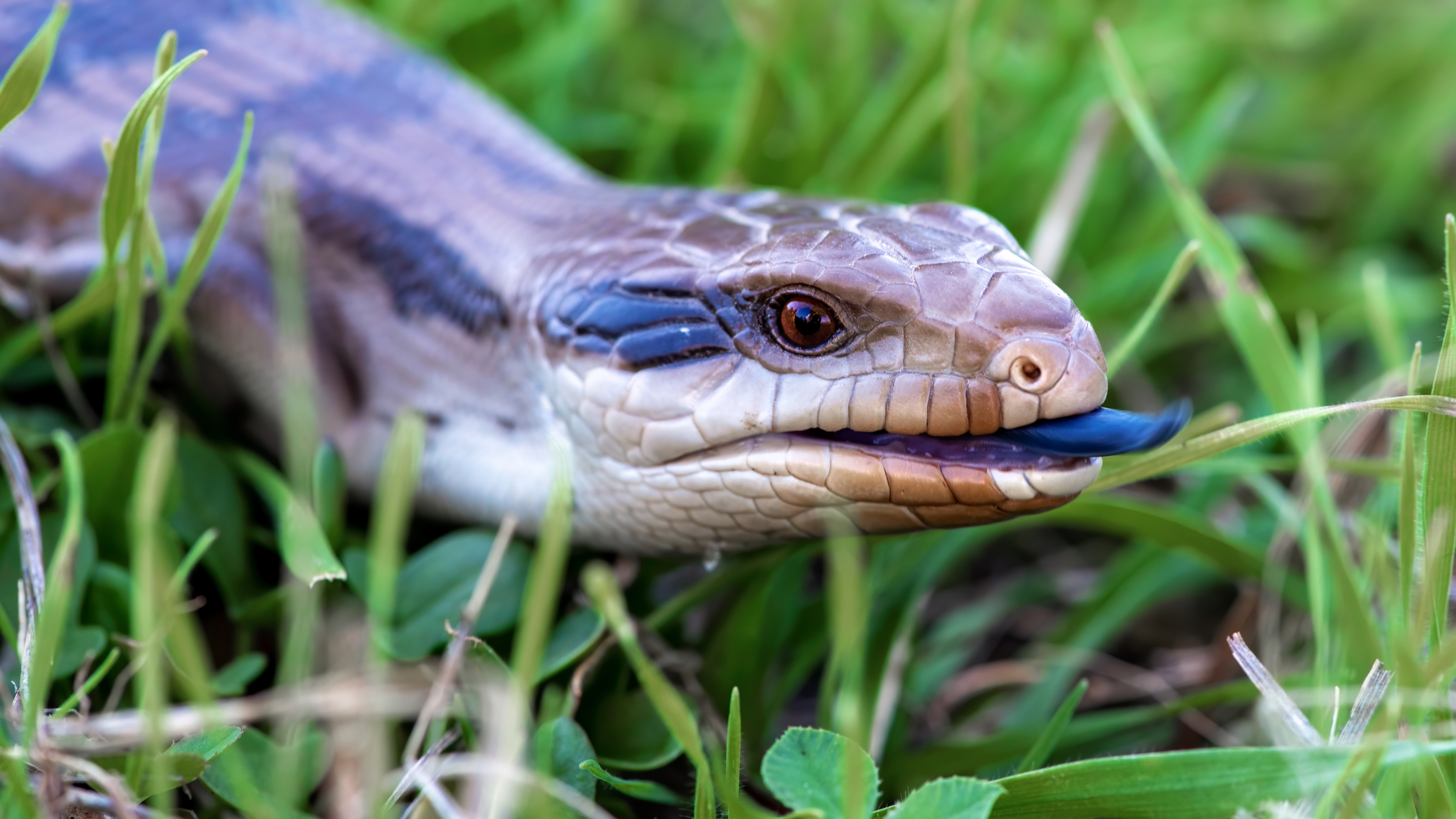 Blue tongued lizard