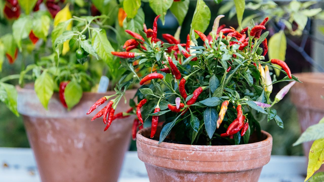 Potted chilli plant