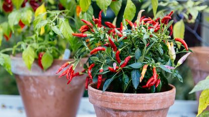 Chilli plant close-up