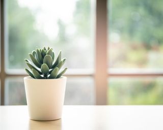 A potted indoor houseplant on a windowsill