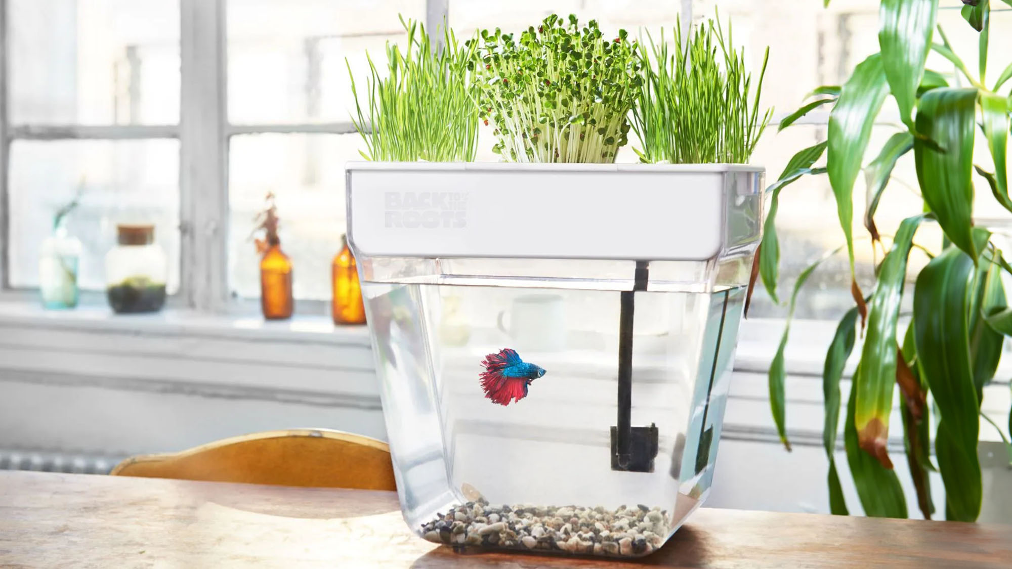 Back to the Roots aquaponic system