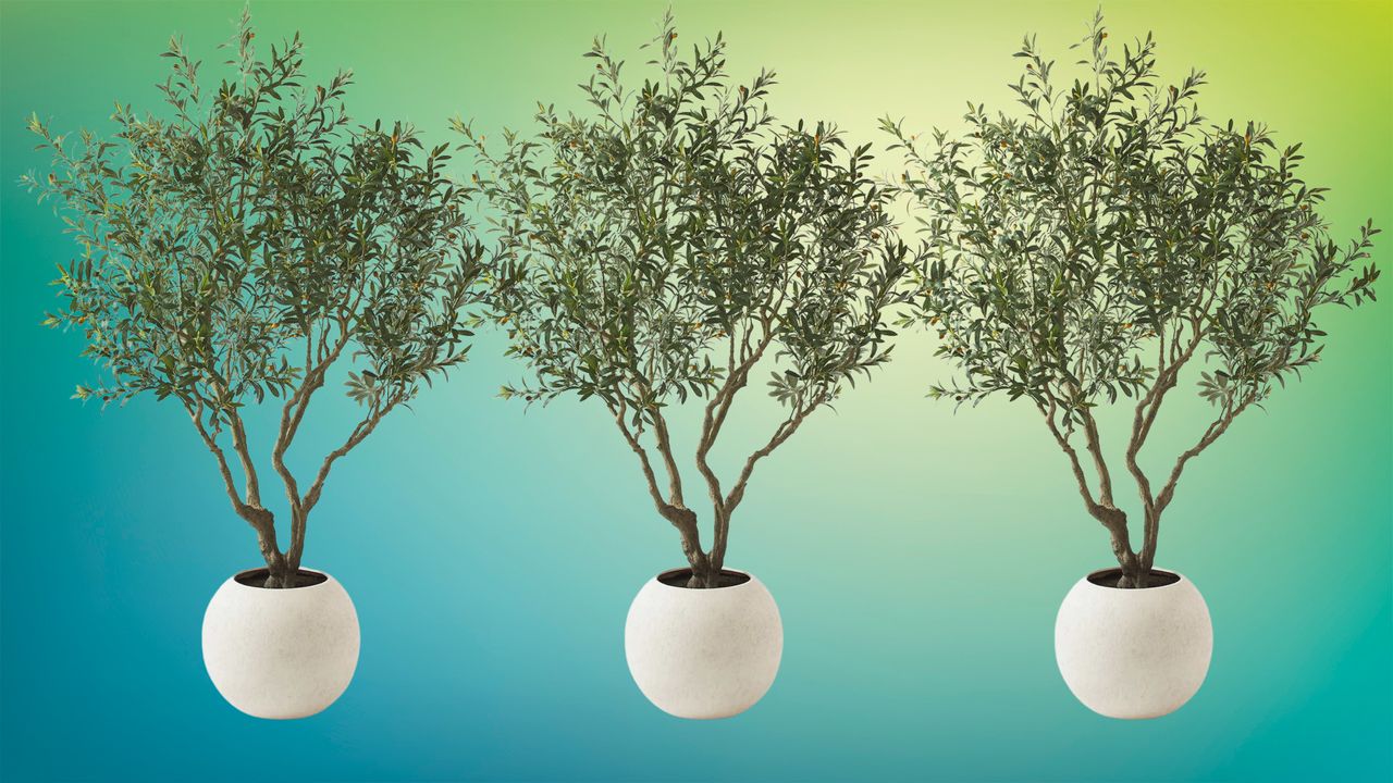 olive trees on a background