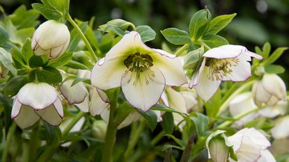 close-up of white hellebore flowers