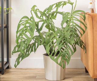 Esqueleto Monstera in a white pot