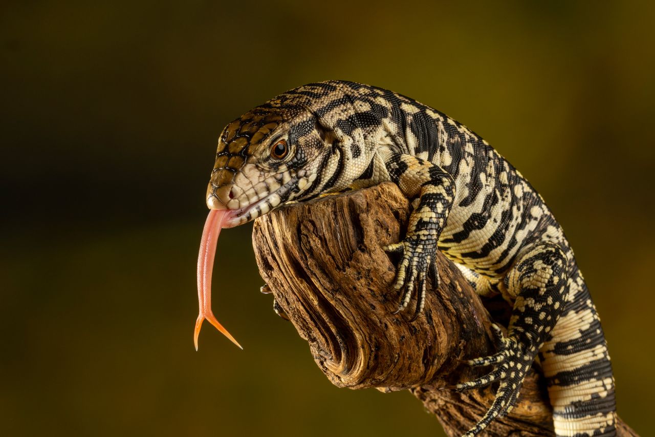 Canon Macro