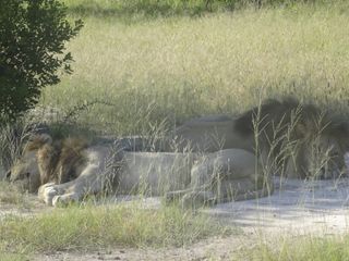 The male lions in Botswana take a nap.