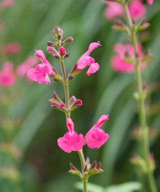 Penny's Smile salvias in blossom in summer