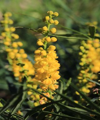 The upright yellow flowers of Mahonia 'Soft Caress'